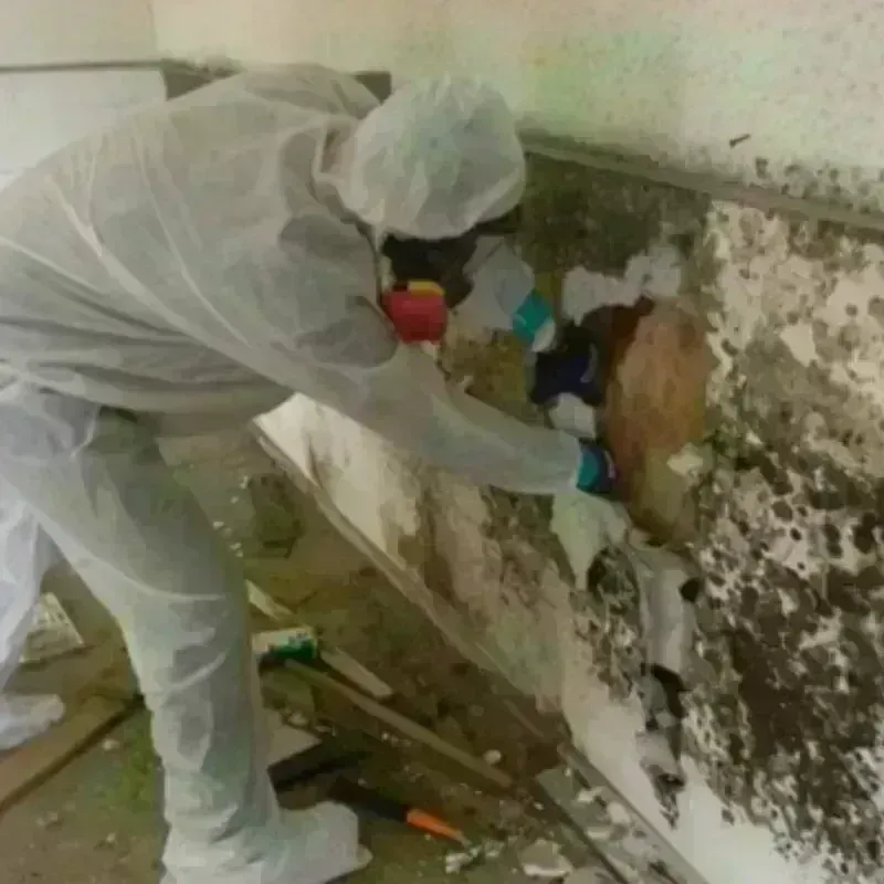 Mold Remediation and Removal in International Falls, MN